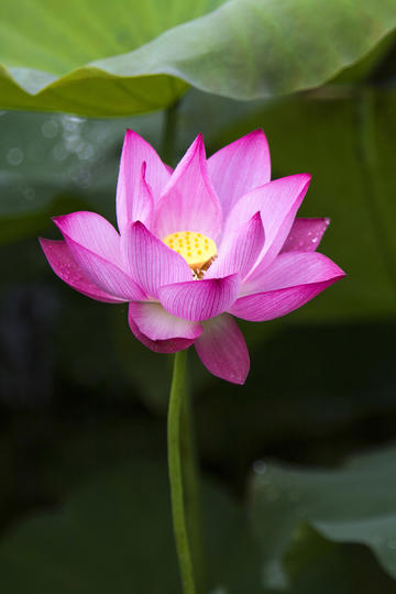如果《最后的生还者》中，牺牲艾莉就能明确研发出治愈真菌感染的疫苗，乔尔是否应该做出牺牲她的选择？